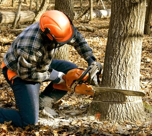 Tree Removal in New Sharon, ME